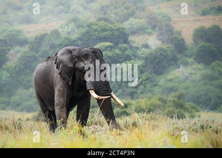African Elephant (Loxodonta africana) in Aberdare National Park, Kenya Stock Photo