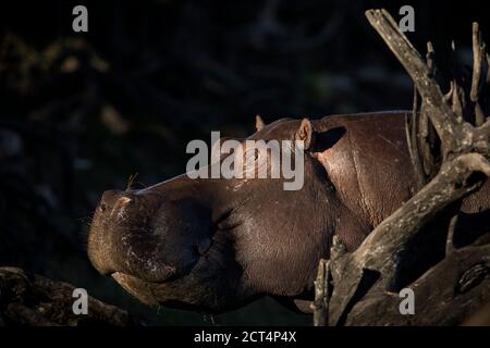 A detailed image of a Hippo in the Chobe National Park, Botswana. Stock Photo