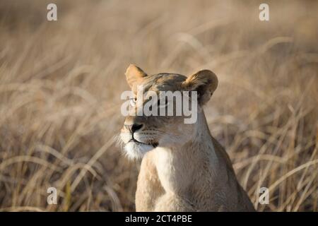 A lioness stalks prey in long grass in Chobe National Park, Botswana.