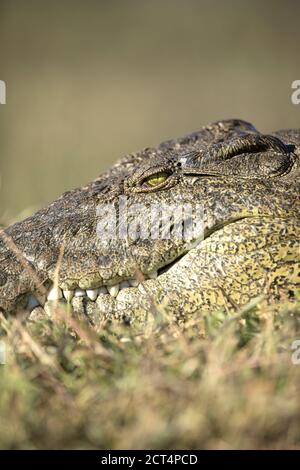 Intricate details of a crocodile sun baking in Chobe National Park, Botswana. Stock Photo