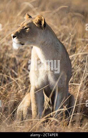 A lioness stalks prey in long grass in Chobe National Park, Botswana.