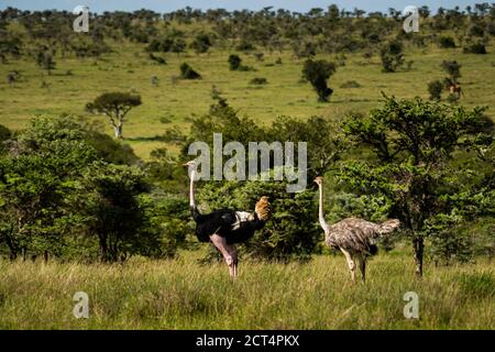 Ostrich (Struthio camelus) at El Karama Ranch, Laikipia County, Kenya Stock Photo