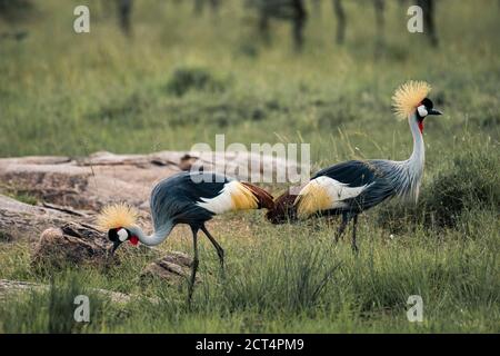 Grey Crowned Crane (Balearica regulorum) at El Karama Ranch, Laikipia County, Kenya Stock Photo