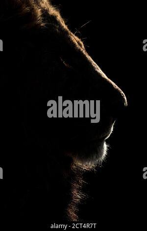 A close up of a dominant male lion in Khwai, Botswana. Stock Photo