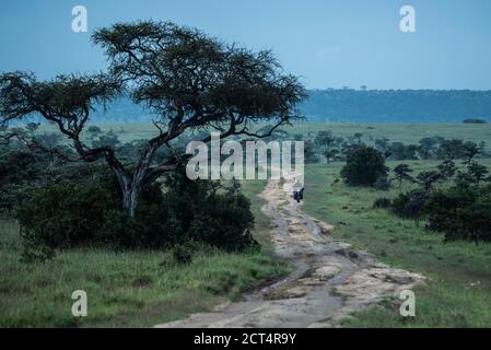 El Karama Ranch, Laikipia County, Kenya Stock Photo