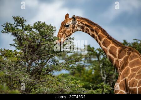 Reticulated Giraffe (Giraffa reticulata) at El Karama Ranch, Laikipia County, Kenya Stock Photo