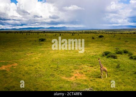 Reticulated Giraffe (Giraffa camelopardalis reticulata) at El Karama Ranch, Laikipia County, Kenya drone Stock Photo