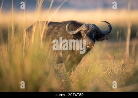 Old lone buffalo in Chobe National Park, Botswana. Stock Photo