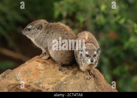 The Rock Hyrax (Procavia capensis) at Sosian Ranch, Laikipia County, Kenya Stock Photo