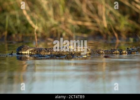 Close up of a Nile crocodile in Africa. Stock Photo