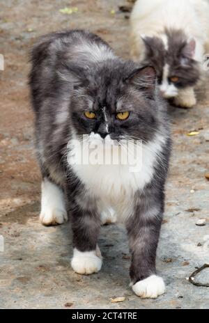 Closeup Persian Cat Standing on The Floor Stock Photo
