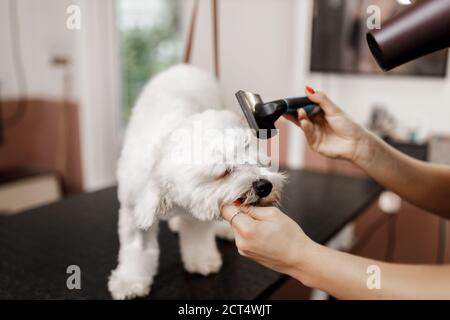 Dog showering and drying at the grooming saloon by pet beautician Stock Photo