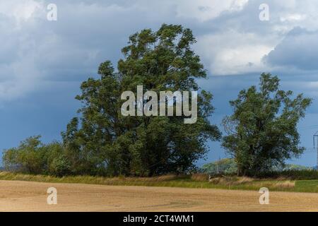 Green trees with stubble in a newly harvested wheat field in the foreground. Blue sky and dramatic clouds in the background Stock Photo