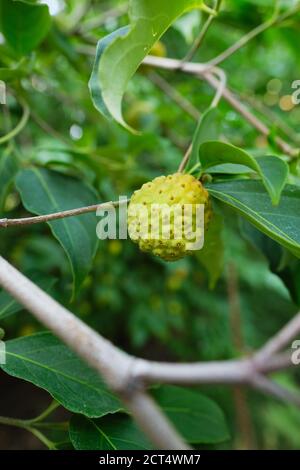 Morinda citrifolia seeds Stock Photo - Alamy
