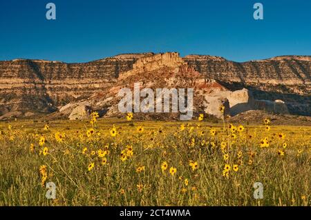 Sunflowers at Fiftymile Bench, Straight Cliffs in distance, Grand Staircase Escalante National Monument, Colorado Plateau, Utah, USA Stock Photo
