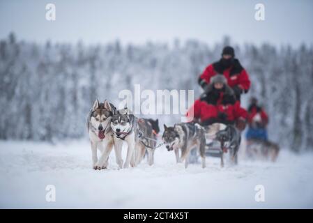 Huskies excited to be on a husky dog sledding adventure in the cold snow covered winter landscape, Torassieppi, Lapland, Finland Stock Photo