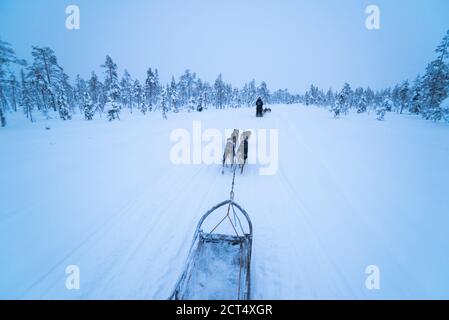 Husky dog sledding adventure on vacation on a frozen icy snow covered lake in winter in the Lapland landscape in a forest in Finland Stock Photo
