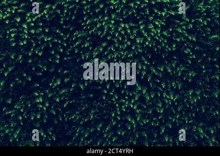 Dark Green wall made from natural trees Stock Photo