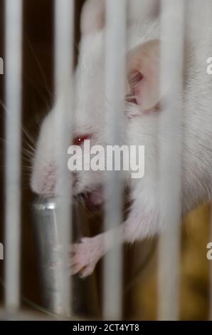 Laboratory mouse mus musculus drinking water in its cage. Gran Canaria. Canary Islands. Spain. Stock Photo