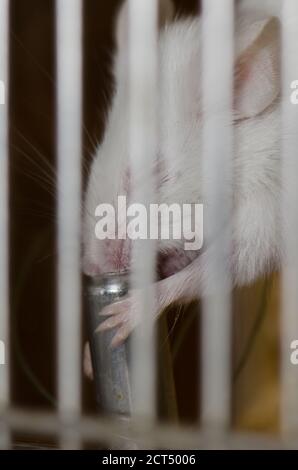 Laboratory mouse mus musculus drinking water in its cage. Gran Canaria. Canary Islands. Spain. Stock Photo