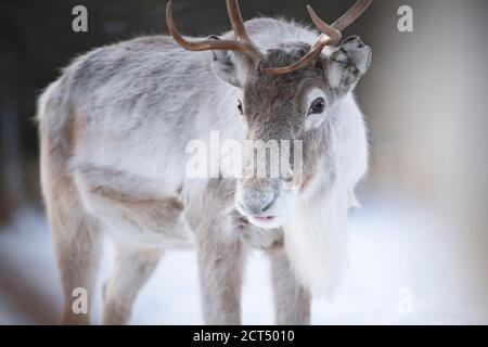 Reindeer portrait at Christmas in Lapland, Finland, Arctic Circle, Europe Stock Photo