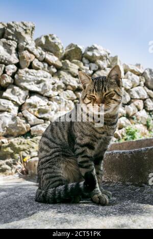 Greek cat sitting on a street in Karpathos Island, Greece Stock Photo