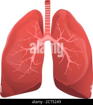 Human lungs realistic medicine flat vector illustration Stock Vector