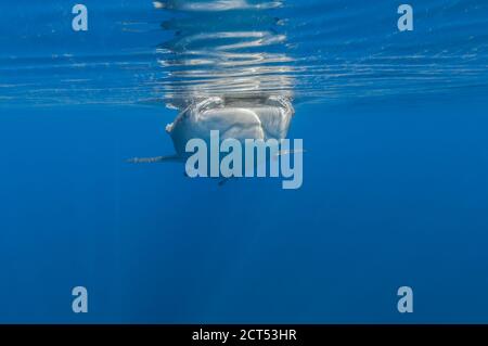 Whale shark at the surface feeding low angle view Stock Photo