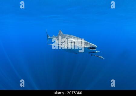 Whale shark at the surface low angle view clear blue water Stock Photo