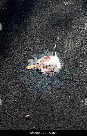 looking down at a fallen squashed and melting chocolate vanilla ice cream lolly on a freshly tarmacked road in a french city. Montpellier, France Stock Photo