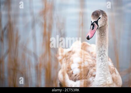 Swan in Pen Ponds, the lakes in Richmond Park, London, England Stock Photo