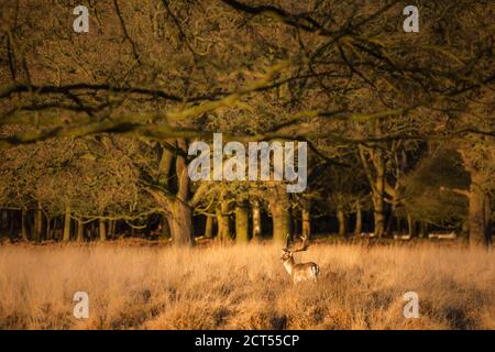 British wildlife scene, of a beautiful male fallow deer (dama dama) in a woodland landscape at sunrise in beautiful light, background with copy space Stock Photo