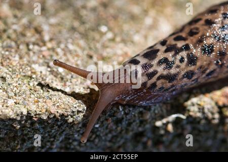 Great grey leopard slug macro with selective focus, pale gray and ash coloured slugs body with darker black spots pattern creeping on the stone surfac Stock Photo