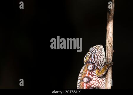 Carpet Chameleon aka White-lined Chameleon (Furcifer lateralis), endemic to Madagascar Stock Photo
