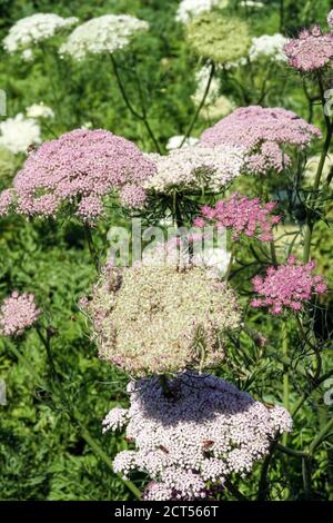 Daucus carota 'Purple Kisses' Stock Photo