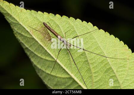 Long jawed spider, Tetragnatha mandibulata, Satara, Maharashtra, India Stock Photo