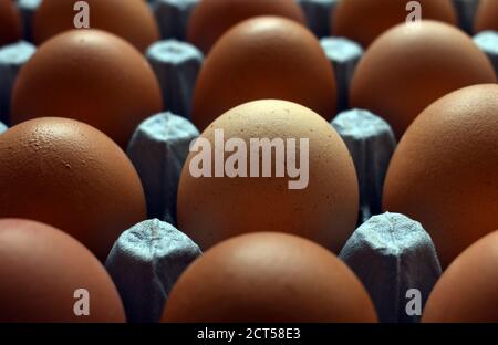 Fresh free range eggs from a local farm shop and sold in a in recycled paper tray. Stock Photo