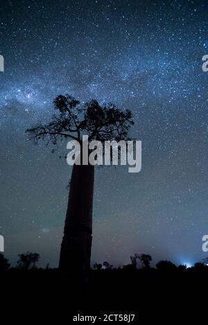 Baobab tree under the stars at night in spiny forest, Ifaty, South West Madagascar, Africa Stock Photo