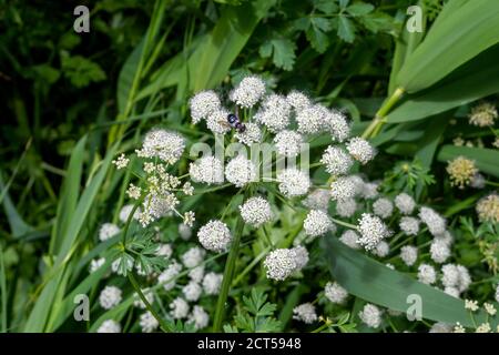 An ashy mining bee, Andrena cineraria, feeding on the flowers of Hemlock Water Dropwort, Oenanthe crocata Stock Photo