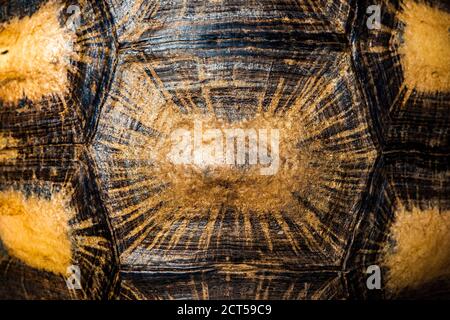 Radiated tortoise, Astrochelys radiata. Antsirabe, Madagascar wildlife ...