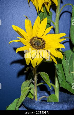Swedish sunflowers stand in a pot indoors against a wall that are picked during the autumn month of September in Sweden Stock Photo