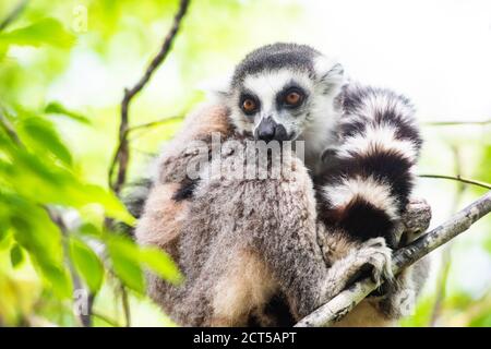 Ring-tailed Lemur (Lemur catta), Anja Community Reserve, Haute Matsiatra Region, Madagascar Stock Photo
