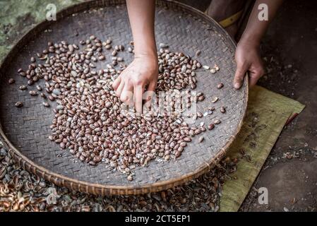 Portrait of a woman sorting seeds in the hills around Hsipaw Township, Shan State, Myanmar (Burma) Stock Photo