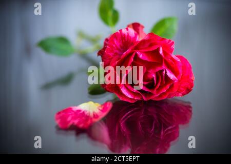 red rose with green leaves, on a dark background Stock Photo