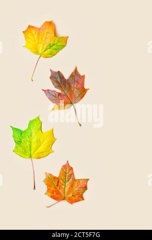 Autumn natural background. Maple leaves on a light beige background. Flat lay. Copy space. Close up. Stock Photo
