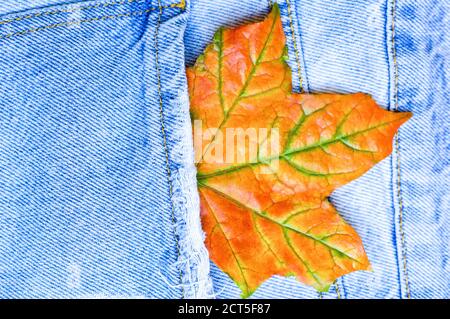 Close up maple leaf in jean pocket. Fashionable denim in autumn concept. Macro. Flat lay. Top view. Stock Photo