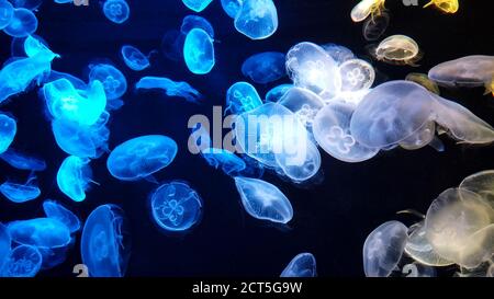 Jellyfish changes various colours under fluorescent illumination swimming in large oceanarium against black background closeup. Group of medusa. Stock Photo