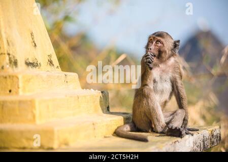 Monkey at Mount Zwegabin Monastery, Hpa An, Kayin State (Karen State), Myanmar (Burma) Stock Photo