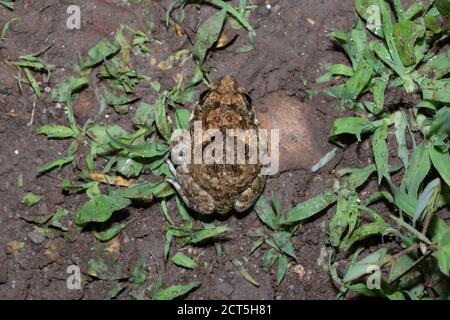 Dorsal view of Indian Burrowing frog, Sphaerotheca breviceps, Satara, Maharashtra, India Stock Photo
