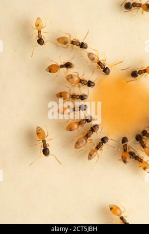 Ghost ants drinking tea, Tapinoma melanocephalum, Satara, Maharashtra, India Stock Photo